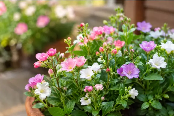New Baby Flowers featuring pink, white, and lavender blooms in a beautiful garden arrangement